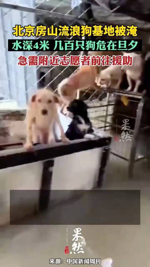 北京房山流浪狗基地被淹水深4米：狗狗都在房顶，急需附近志愿者前往援助