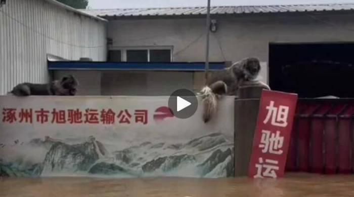 大狗洪水中仍看家