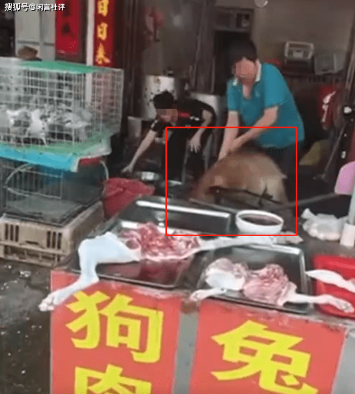 熟人领养阿拉斯加当天卖给商贩杀掉