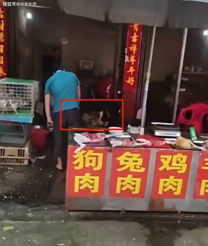 熟人领养阿拉斯加当天卖给商贩杀掉
