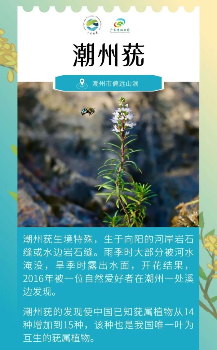 广东发现全新物种