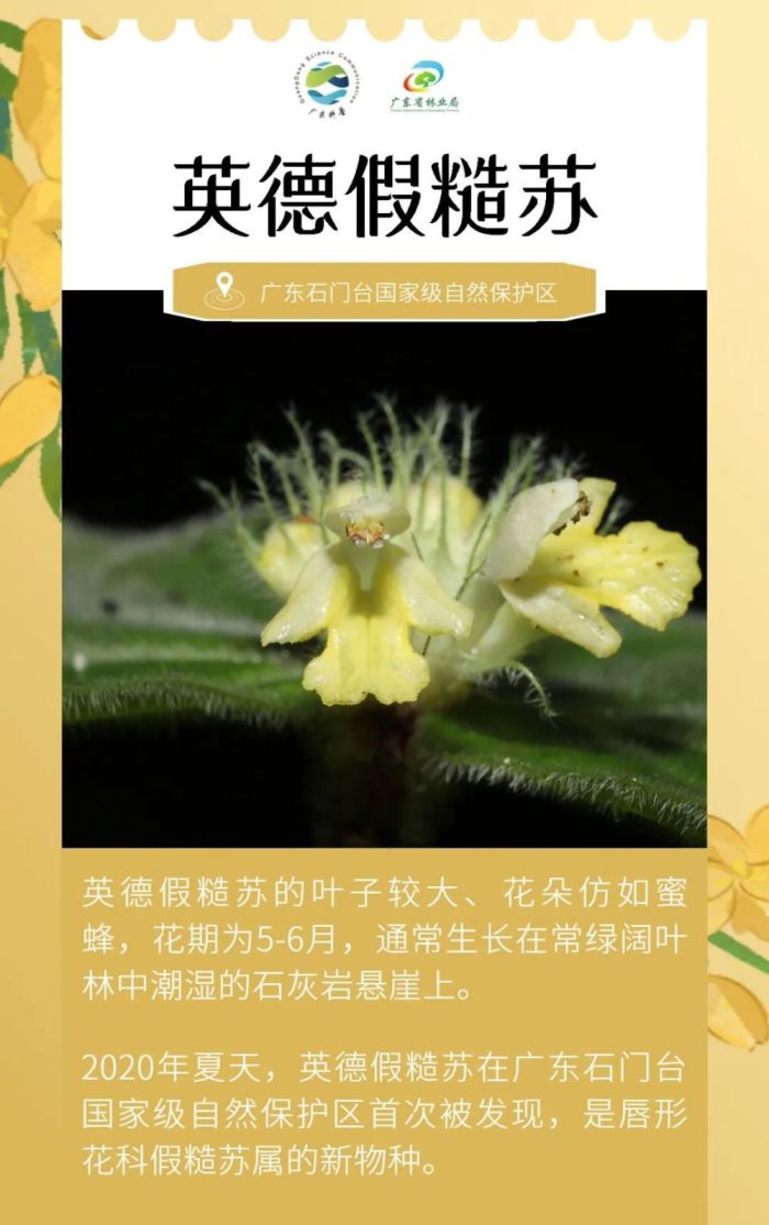 广东发现全新物种