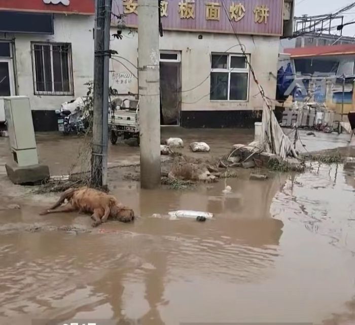 居民担心洪水退去后防疫问题，涿州疾控：城区将进行大面积消杀，居民尽量减少外出