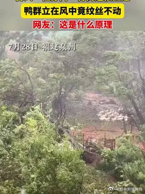 台风“杜苏芮”将树连根拔起，鸭群立在风中竟纹丝不动