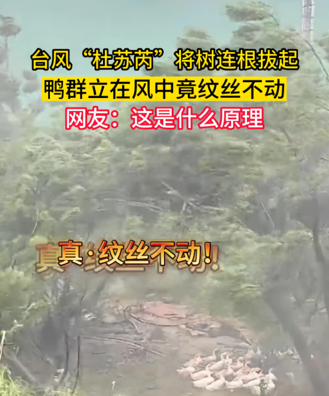 台风将树连根拔起鸭群却纹丝不动