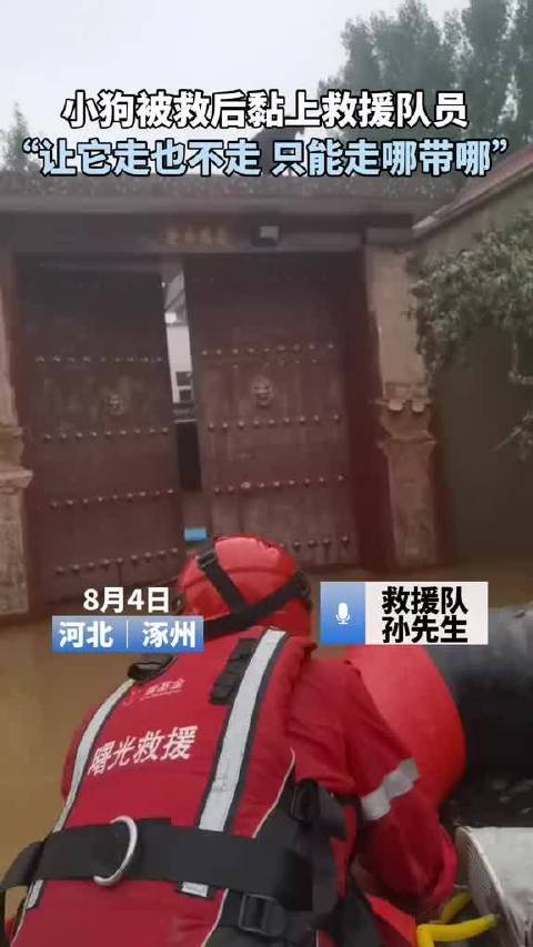 河北涿州，小狗被救后黏上救援队员“让它走也不走只能走哪带”