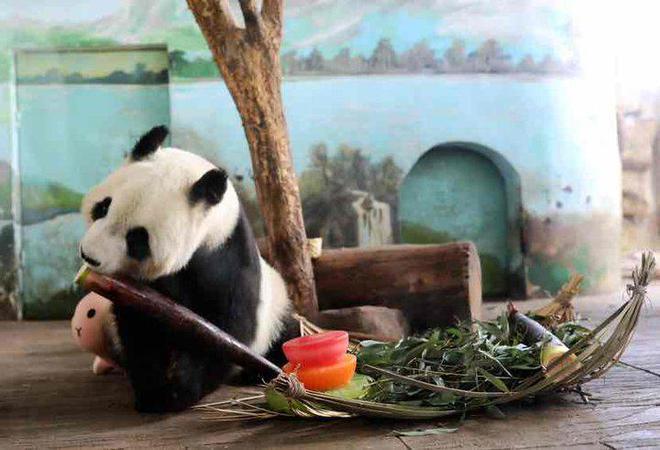 有趣有爱！济南动物园为16岁大熊猫“华奥”庆生