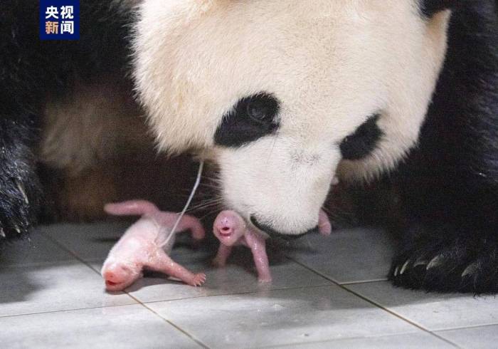 旅韩大熊猫“爱宝”诞下双胞胎，幼崽画面来了！

