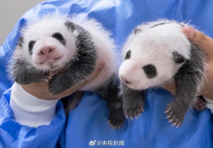 毛茸茸！旅韩大熊猫爱宝、乐宝的双胞胎宝宝喜迎满月