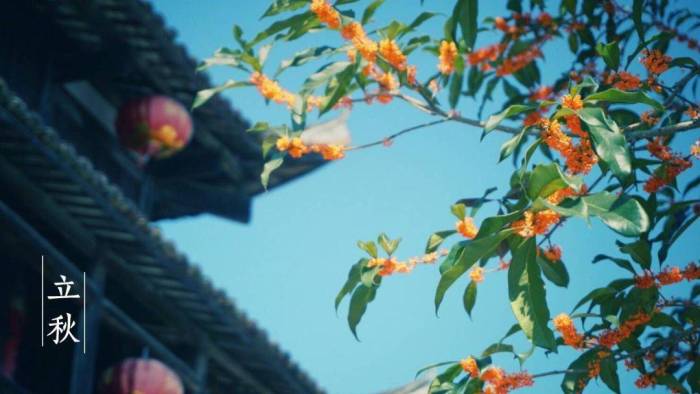 今日立秋：愿你金秋无恙，百病皆休

