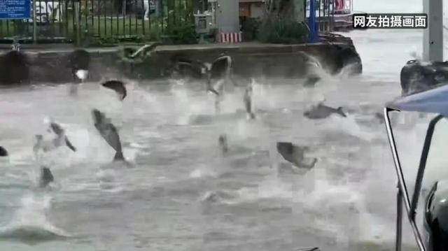 昆明滇池鱼群跳跃