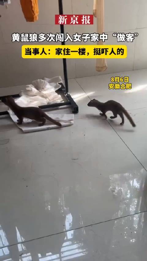 黄鼠狼多次闯入女子家中“做客”当事人：家住一楼，挺吓人的！
