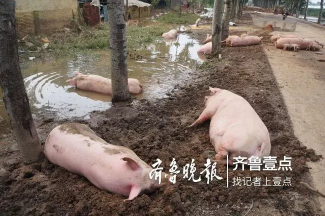 山东寿光多处村庄被淹，上万头猪被冲走，村民撒网捞猪.....


