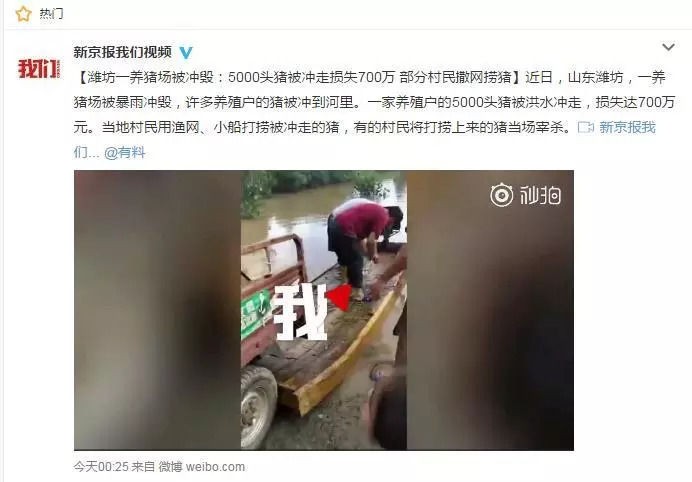 山东寿光多处村庄被淹，上万头猪被冲走，村民撒网捞猪.....

