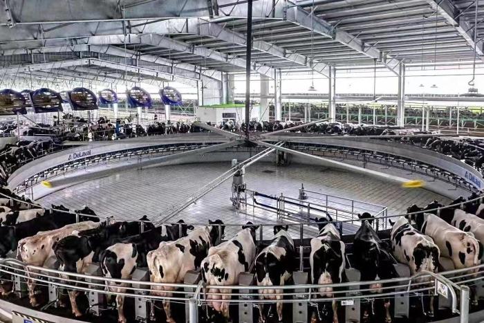 冲凉降温、住“单间”吃“套餐”，5000头奶牛在他们的守护下舒爽度夏