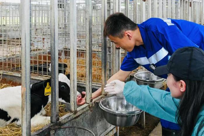 冲凉降温、住“单间”吃“套餐”，5000头奶牛在他们的守护下舒爽度夏