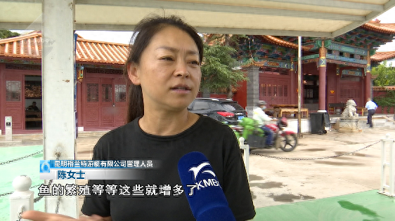 昆明回应滇池鱼群死亡抢水致缺氧