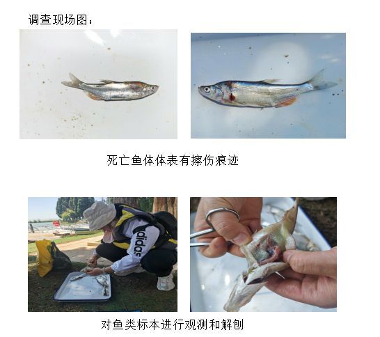 昆明斗南湿地公园一河段漂浮大量死鱼，官方回应……