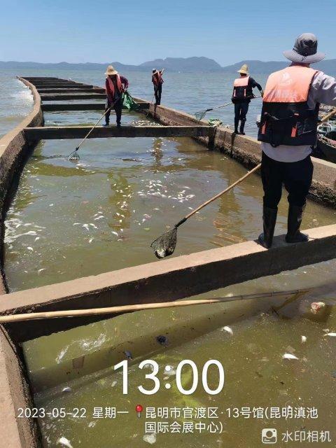 昆明斗南湿地公园一河段漂浮大量死鱼，官方回应……