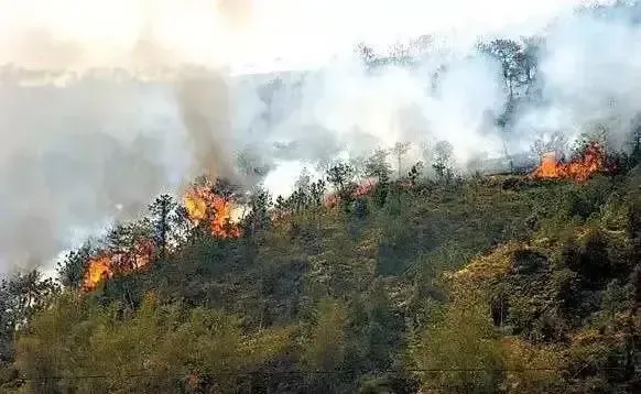 烧蚁窝引燃70亩森林