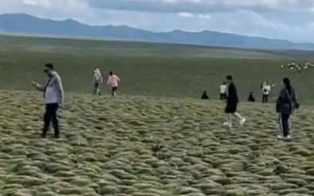 游客不听劝阻踩踏珍稀植物