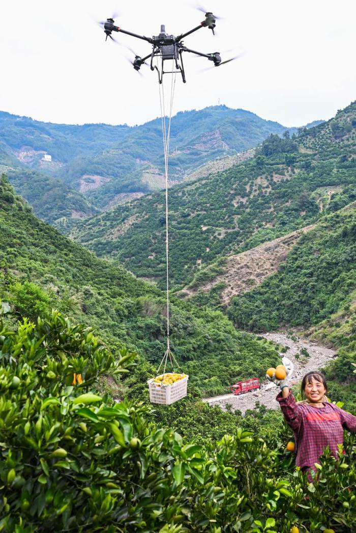 湖北秭归：夏橙喜获丰收　无人机忙运输