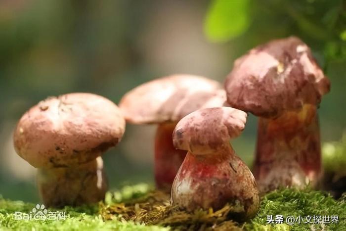 男子吃菌后驾车撞人