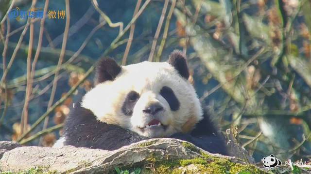 大熊猫呈现扁平化发展趋势