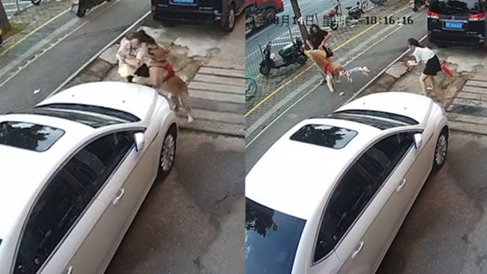 金毛未拴绳扑倒女子撕咬怀中小狗