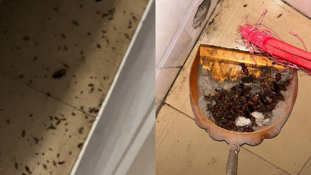 男子发现隔壁女租客房门口爬满蟑螂，开门一看吓懵：密密麻麻一屋