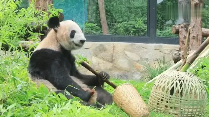丫丫又圆润啦！打包竹子上爬架毫不费力