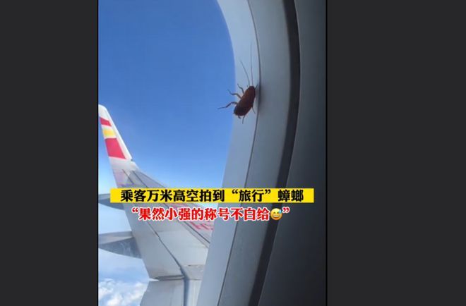 坐飞机见蟑螂趴窗外