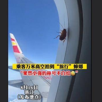 女子坐飞机看到蟑螂趴窗外，当事人：从西双版纳来到宁波