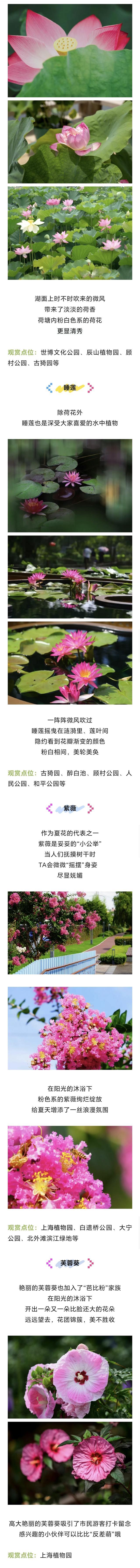 植物界也有自己的专属“芭比粉”，打卡地点看过来