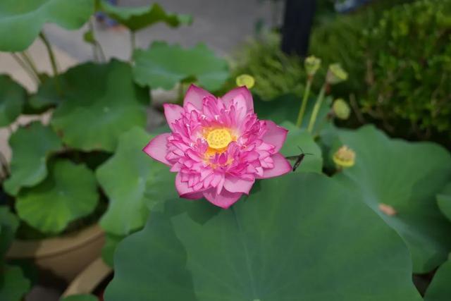 植物界也有自己的专属“芭比粉”，打卡地点看过来