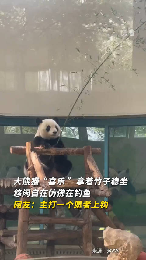 大熊猫“喜乐”拿着竹子稳坐，悠闲自在仿佛在钓鱼……