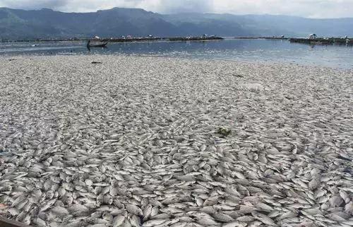 日本核废水排入大海，美国禁止进口日本海鲜，太仓却大量进口了！