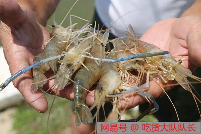 广东珠江惊现海量大虾，随便一捞就是上百斤，专家直言：不是好事