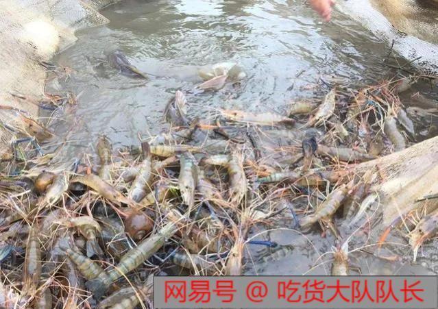 广东珠江惊现海量大虾，随便一捞就是上百斤，专家直言：不是好事