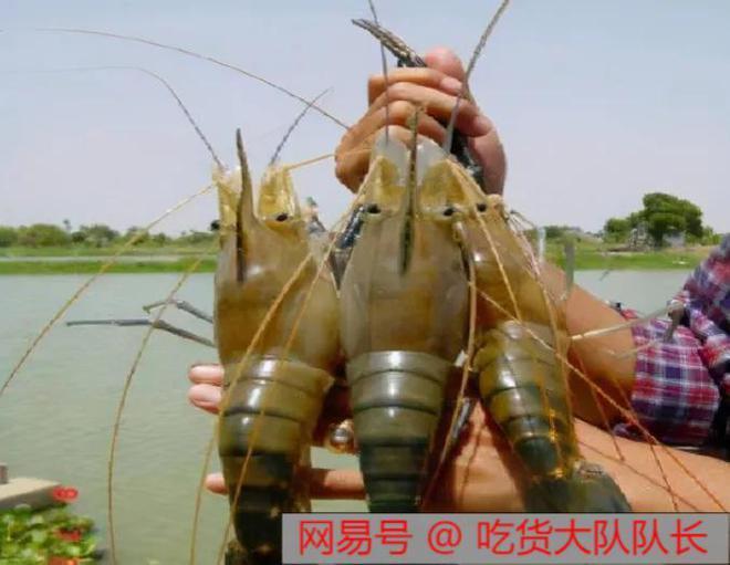 广东珠江惊现海量大虾，随便一捞就是上百斤，专家直言：不是好事
