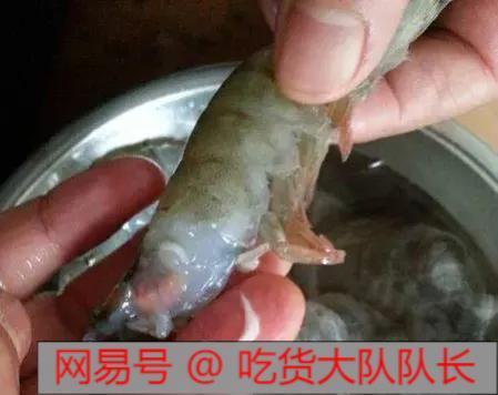 广东珠江惊现海量大虾，随便一捞就是上百斤，专家直言：不是好事