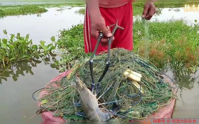 广东珠江惊现海量大虾，随便一捞就是上百斤，专家直言：不是好事