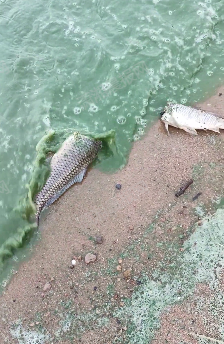 骆马湖水质呈绿色岸边大量死鱼？回应：初步推断系蓝藻爆发，致水体富营养化