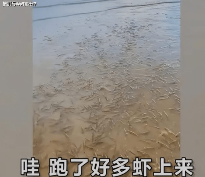 广东一海滩涌现大量海虾