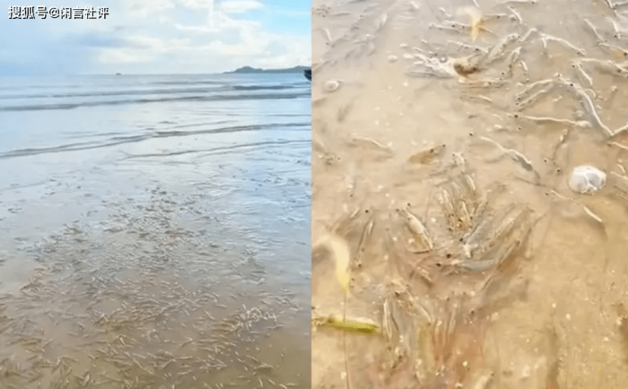 广东一海滩涌现大量海虾