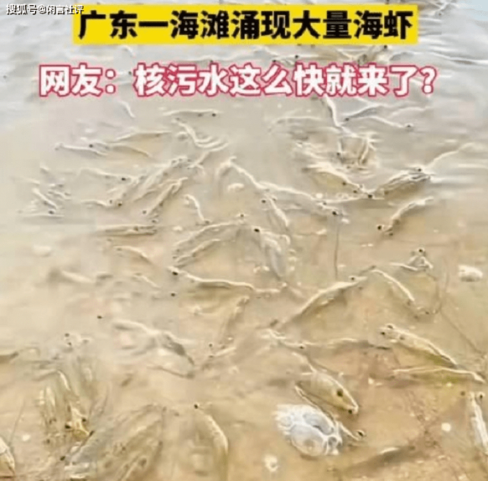 广东一海滩涌现大量海虾