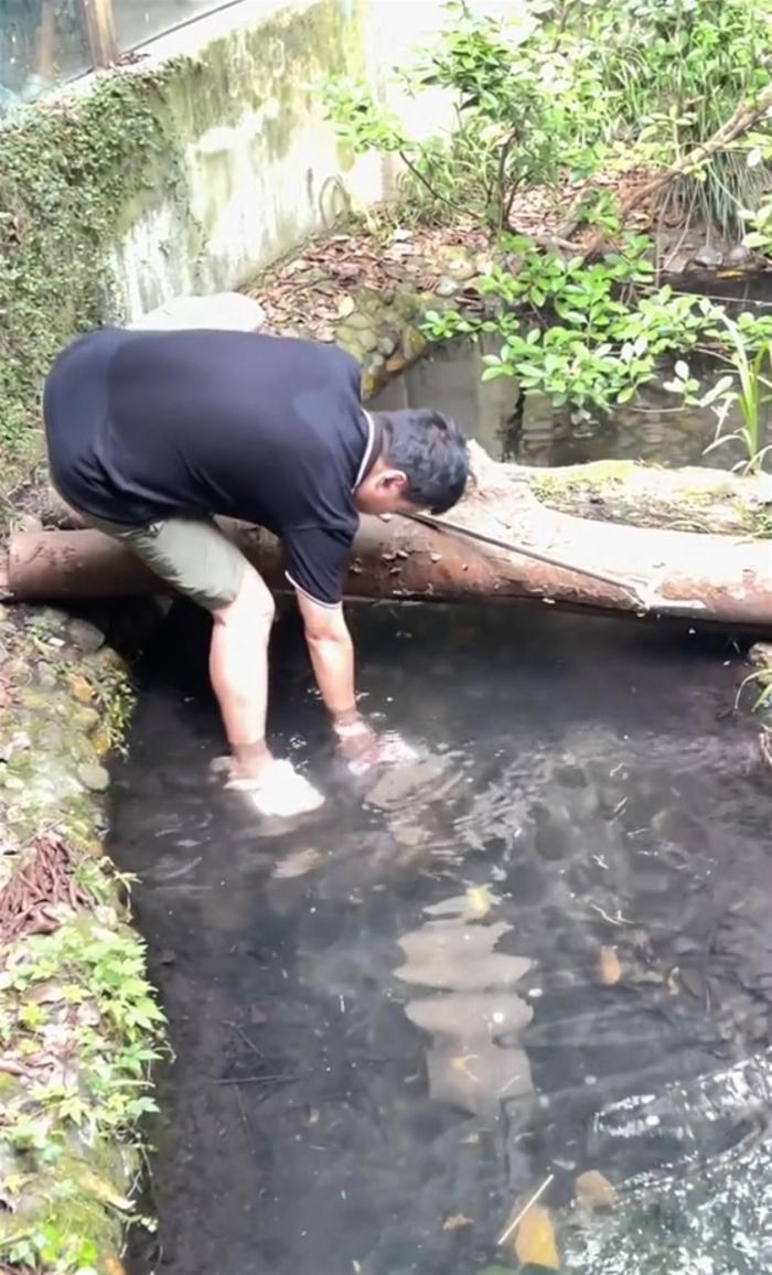 男子跳进鳄鱼池帮人捡手机险遭鳄鱼攻击，动物园：是工作人员