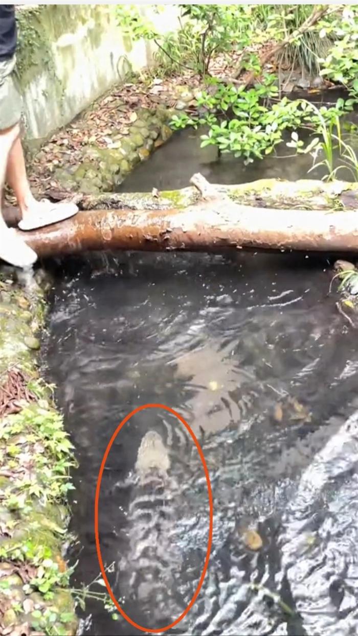 男子跳进鳄鱼池帮人捡手机险遭鳄鱼攻击，动物园：是工作人员