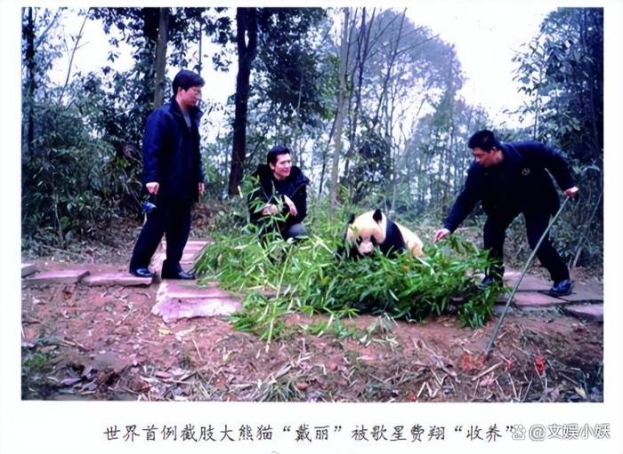 费翔与大熊猫戴丽的特殊缘分：一位明星与一只熊猫的故事

