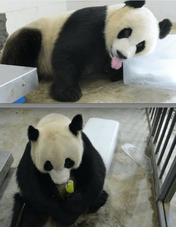 费翔与大熊猫戴丽的特殊缘分：一位明星与一只熊猫的故事

